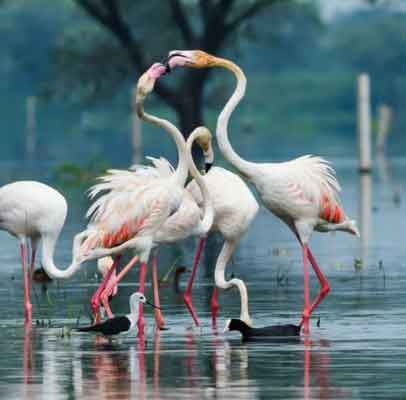 Rajasthan Heritage Wildlife Safari Tour - Ranthambore Bharatpur Agra
