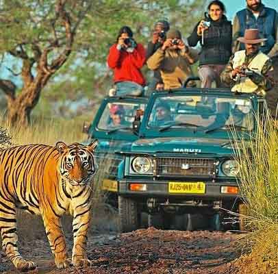 Sariska Tiger Reserve Day Trip from Jaipur